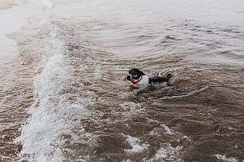 agua, perro, mar, mascota, cachorro, natación, deporte, ola, velocidad, deporte acuático, acción