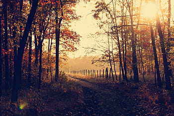 pathway between trees, woodland, path, clearing, sunlight, walk, autumn, nature, fall, season, woods