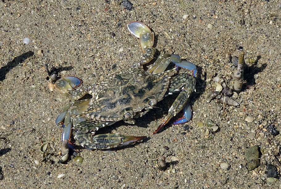 modrý krab, krab, neptunus pelagicus, portunus pelagicus, květ krab, modrý plavec krab, modrý manna krab, sandcrab, korýš, měkkýšů, vodní