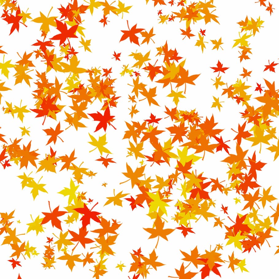 leaves, autumn, dried leaves, leaf, nature, backgrounds, gold colored, yellow, white background, pattern, abstract