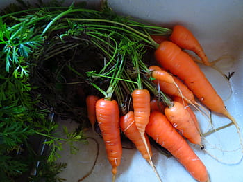 čerstvé mrkve, čerstvý, mrkve, mrkev, zelená, přísada, přísad, oranžový, zeleniny, zelenina, jídlo
