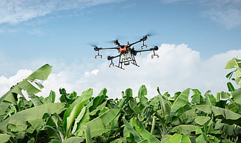 dji, uav, drone na ochranu rostlin, zemědělské půdy, zemědělství, ochrany rostlin, t16, ovocný sad, banán, agras, trubec