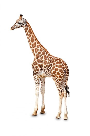 adult giraffe, africa, african, animal, big, brown, standing, cute, ears, face, fauna