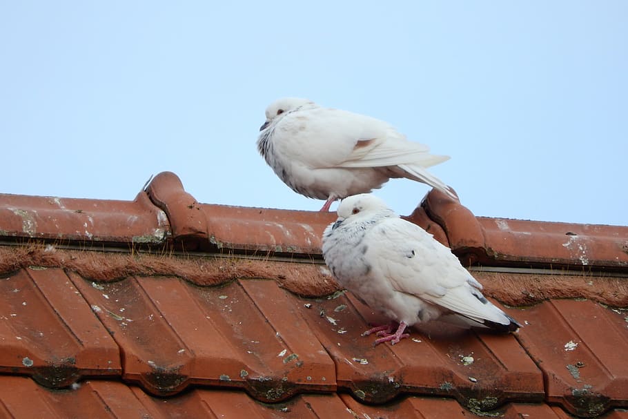 Pigeons, Breeding, Dove, the breeding of pigeons, white dove, pigeon, city bird, on the housetop, outdoors, day, roof