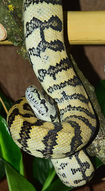 slang, tapijt python, wild dier, dieren wereld, natuur, schaal, patroon, dichtbij, constrictor, Australië, mooi
