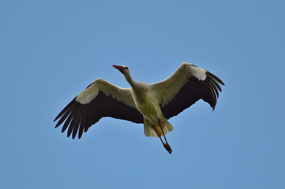 Stork, Fly, Elegant, Feather, Bird, plumage, nature, animals, rattle stork, bill, one animal