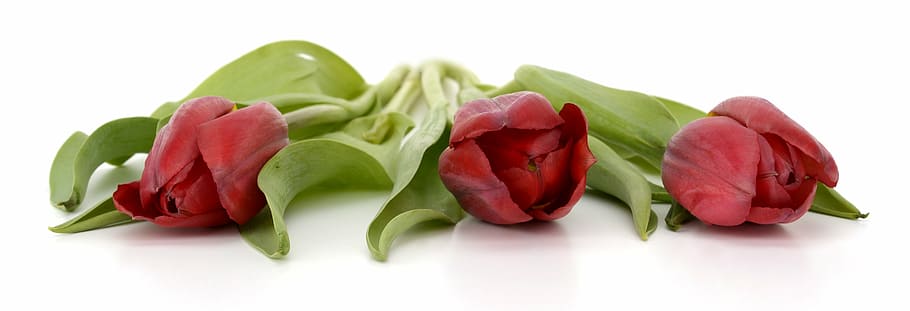 fénykép, három, piros, tulipán, virágok, levelek, tavaszi, Bezárás, természet, tavaszi virágok, frühlingsanfang