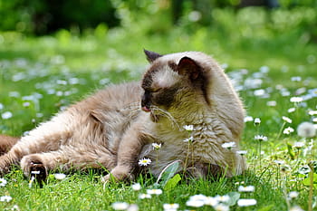 gray, brown, cat, breed cat, british shorthair, mieze, british shorthair cat, thoroughbred, short hair, fur, cute