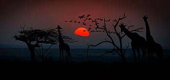 silhouette, trees, giraffe, sunset, africa, giraffes, animal world, wilderness, savannah, nature, tree