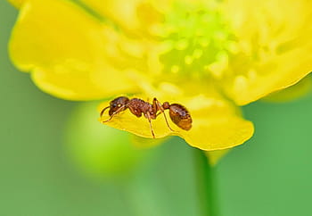 自然、 アリ、 前景、 昆虫、 黄色、 花、 マクロ、 黄色の花、 色、 カラフル、 野生植物