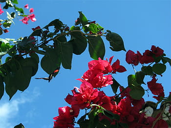 faible, photographie d'angle, rouge, fleurs pétales, bleu, ciel, la personne, prise, rose, fleurs, branches