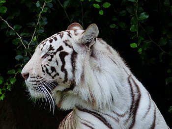 foto harimau putih, kepala harimau, kepala, potret, keagungan, harimau bengal putih, harimau, predator, kucing, berbahaya, kucing liar