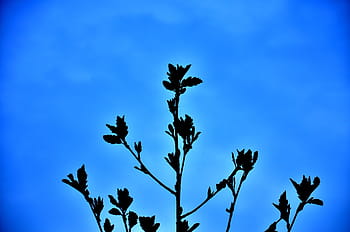 siyah çiçek boyama, siluet, boyama, bitki, bitkiler, doğa, mavi, gökyüzü, insansız, gün, açık havada