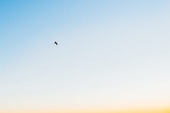 niedrig, Winkel Fotografie, fliegend, Vogel, Blau, Himmel, schwarz, Weiß, tagsüber, Sonnenschein, Sommer-