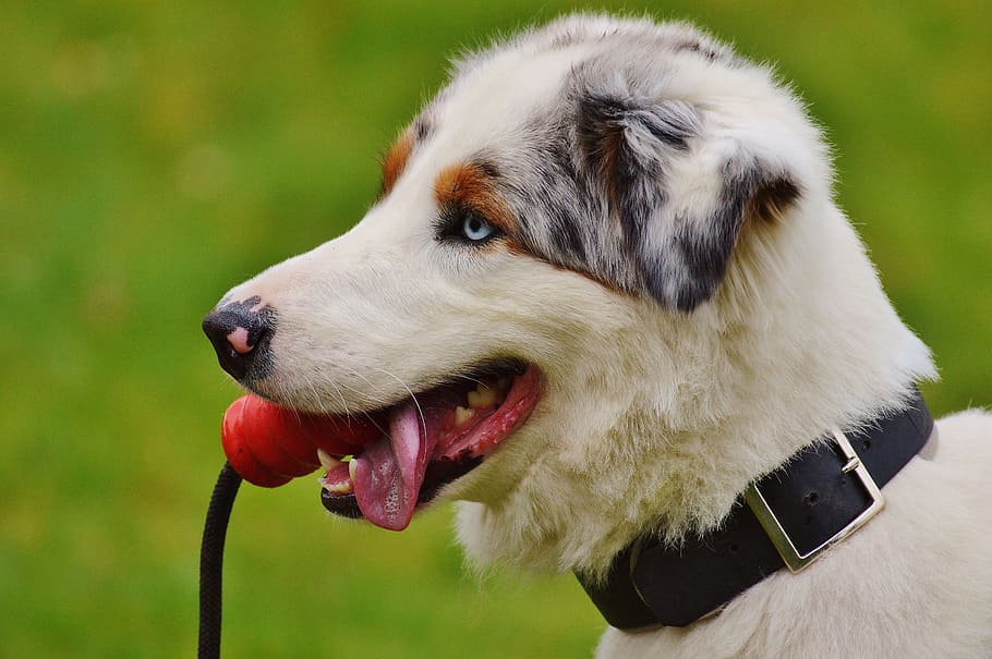 cane, giocare, prato, gioco chiassoso, giocattoli, animale, animale domestico, pelliccia, carina, dolce, occhio blu