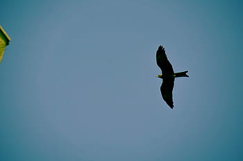 uccello, volante, Marrone, calcestruzzo, costruzione, giorno, nero, blu, cielo, uccelli, aquila