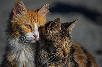 selektivní, zaostřovací fotografie, dva, oranžový, Černá, kočky, vedle, kočka, zbloudilý, přátelé, zvíře
