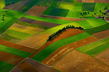 untitled, Mark, gård, grøn, græs, landbrug, træ, plante, natur, udendørs, antenne