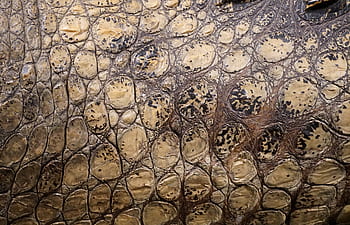 textura, krokodýl, stupnice, plněné, aligátor, povrch, vzor