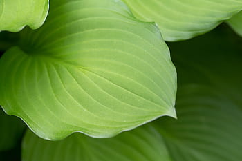 macro, pianta, foglia, primavera, naturale, struttura, natura, le foglie, verde, sfondo, crescita