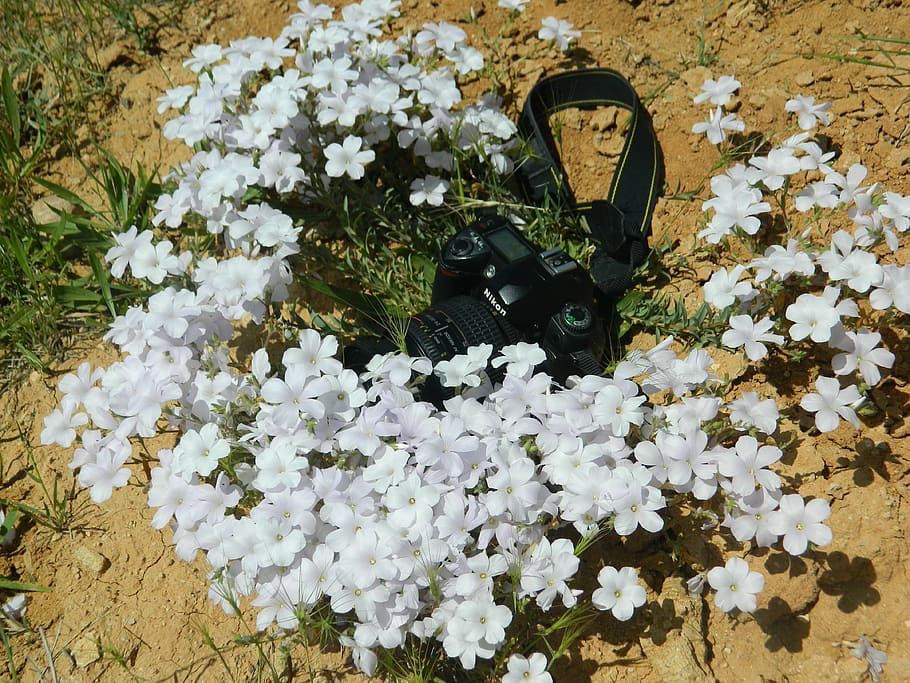 machine, flax-weed, wild