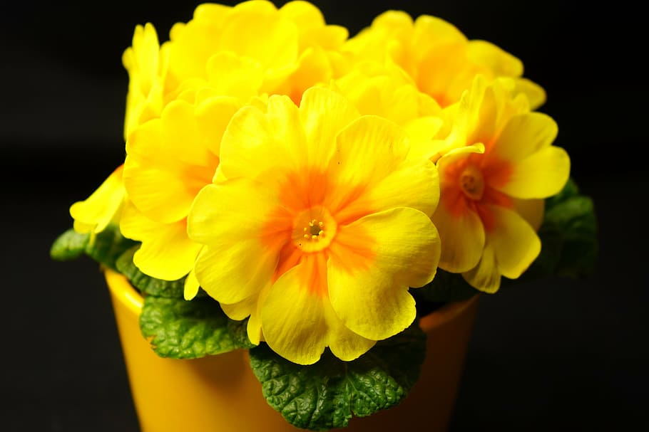 petrklíč, primulka, květ, žlutá, pupalkový skleník, primulaceae, blumenstock