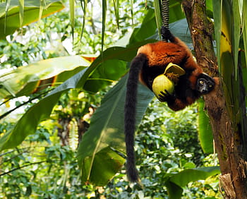monyet, lemur, varietas merah, hewan liar, madagaskar, monyet setengah, hutan hujan, vari