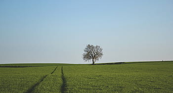 green, plant field, blue, sky, grass, field, one, tree, standing, horizon, nature