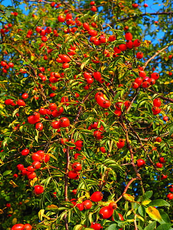 rose hip, fruit, red, wild rose, plant, sammelfrucht, dog rose, bush, rose greenhouse, rosa canina, haegen