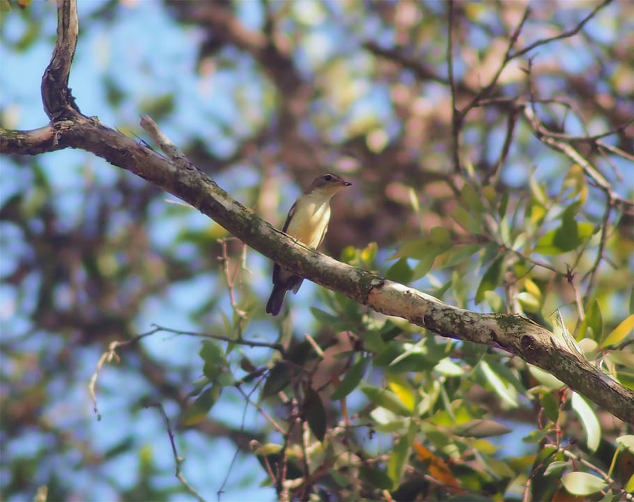 samice žlutého rampy, divoký, život, volně žijících živočichů, venkovní, žlutá, rampa, flycatcher, ženský, zvíře, Příroda