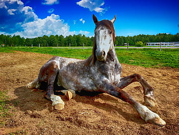 brown, white, gray, horse \, horse, countryside, farm, animal, nature, field, stallion