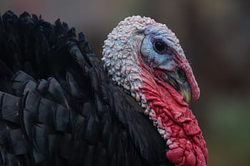bird, nature, wildlife, animal, portrait, turkey, feather