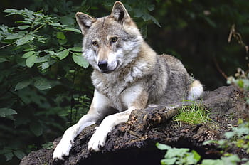grigio, bianca, lupo, dire bugie, di legno, superficie, preoccupazioni, foresta, predatore, canino, Isegrim