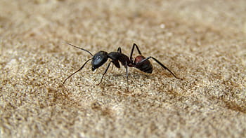 fourmi, fourmi noire, la nature, animalia, faune, petit, insecte