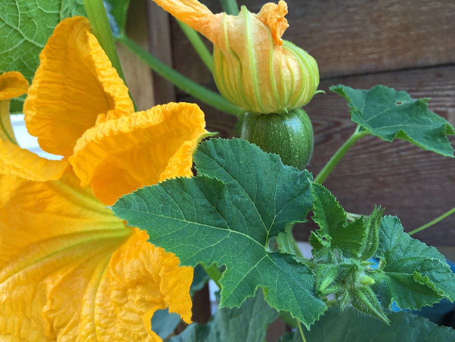 flower, pumpkin, thanksgiving, squash