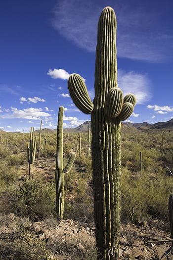 cactus, deserto, saguaro, asciutto, natura, sud-ovest, Arizona, cielo, all'aperto, occidentale, americano