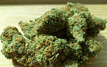 zelené konopné pupeny, konopí, marihuana, zelená, lék, plevel, lékařský, list, rostlina, medicína, narkotický