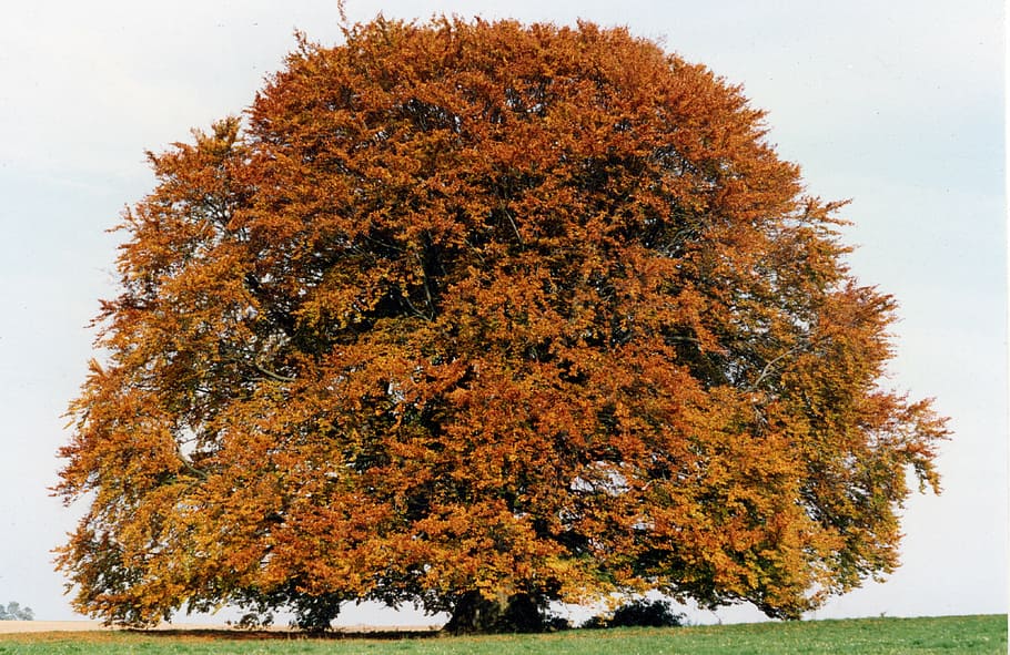 maple tree, grass field, bavaria beech, beech, tree, large, old, upper bavaria, bavaria, altmühl valley, autumn