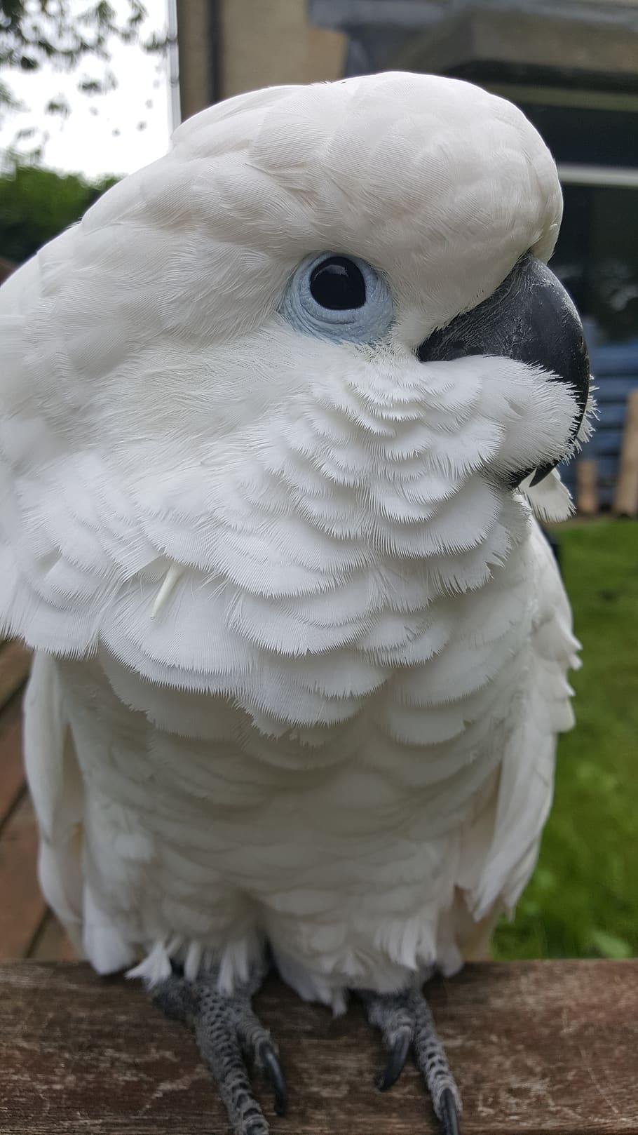 cockatoo, parrot, umbrella, bird, pet, feather, australia, white, nature, yellow, wildlife