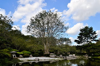 japonská zahrada, Houston, texas, květiny, stromy, přírodní, Příroda, zahrada, houston texas, japonský, krajina