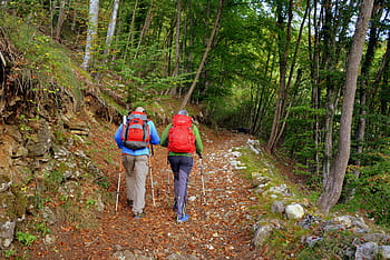 escursione, foresta, autunno, pista, montagna, camminando con bastoni, il percorso europeo, e5, Lessinia, Italia