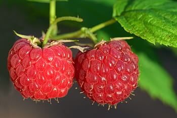 close-up photography, raspberries, raspberry, fruit, berry, red, ripe, close, sweet, delicious, vitamins