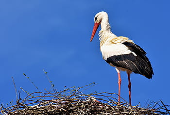 bílý, Černá, pták zobák, čáp, pták, létat, peří, Příroda, živočišného světa, křídlo, zvíře
