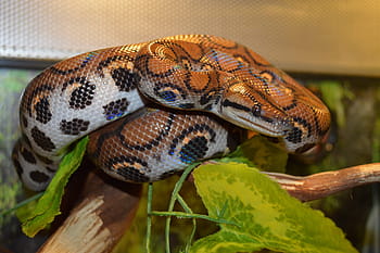 ular sanca ular piton, ular, reptil, ular boa pelangi, ular boa brazilian