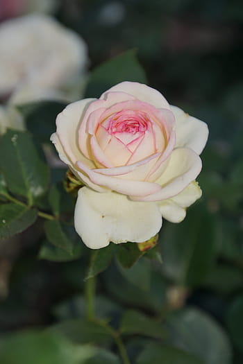 Eden, Rosaceae, bianca, rosa, rosso, fiorire, fioritura, gambo di fiore, pianta, macrofotografia, natura