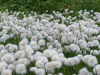 hvit, blomster, grønn, leafed, anlegg, scheuchzers cottongrass, eriophorum scheuchzeri, sur grønt drivhus, Cyperaceae, alpin cottongrass, cottongrass