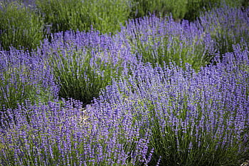 Blume, Feld, Lavendel, Natur, draußen, Kräuter-, lila, Pflanze, Gras, Blühen, Sommer-