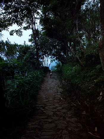 brown, coated, dog, pathway, bushes, daytime, middle, hallway, surrounded, plants, trail