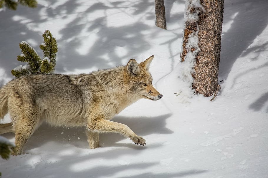 lupo marrone, coyote, natura, la neve, predatore, natura selvaggia, selvaggio, ritratto, peloso, mammifero, carnivoro