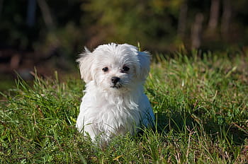 white maltese puppy, dog, young dog, small dog, maltese, white, puppy, young, cute, small, meadow